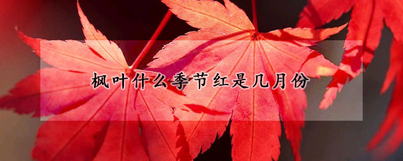 楓葉什么季節(jié)紅是幾月份