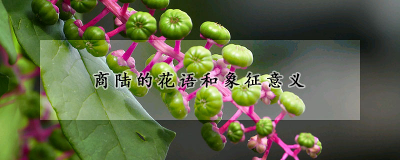 商陸的花語(yǔ)和象征意義