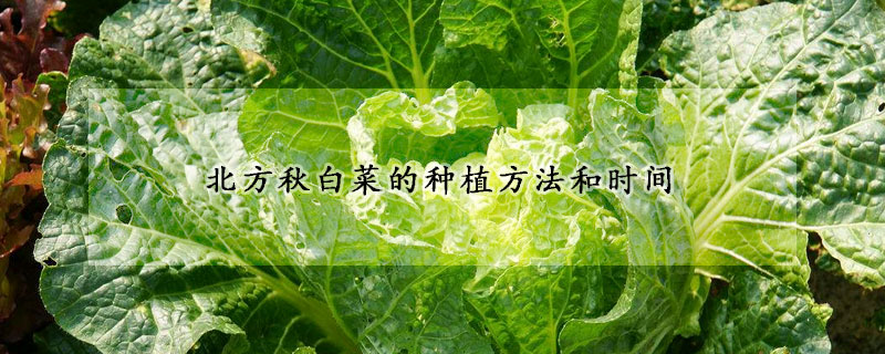 北方秋白菜的種植方法和時間