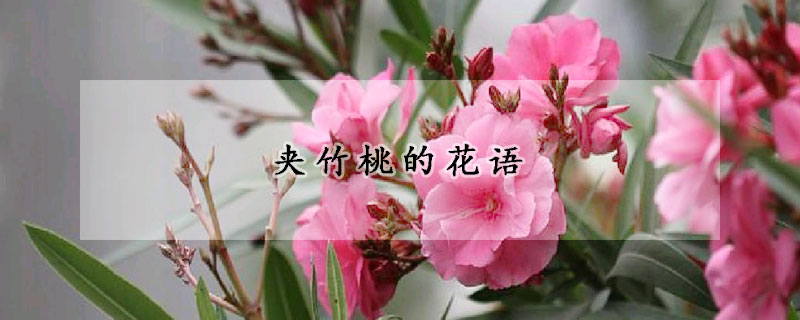 夾竹桃的花語(yǔ)