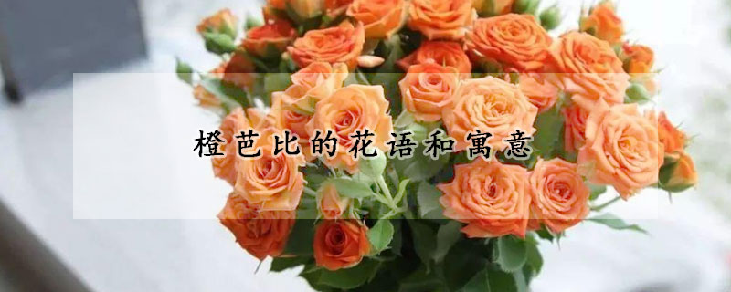 橙芭比的花語(yǔ)和寓意