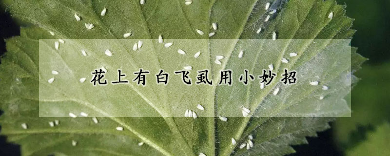 花上有白飛虱用小妙招