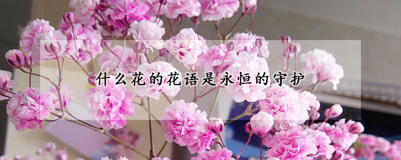 什么花的花語是永恒的守護