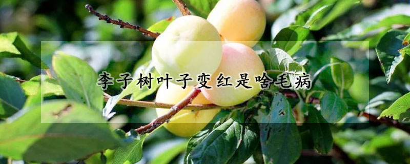 李子樹葉子變紅是啥毛病