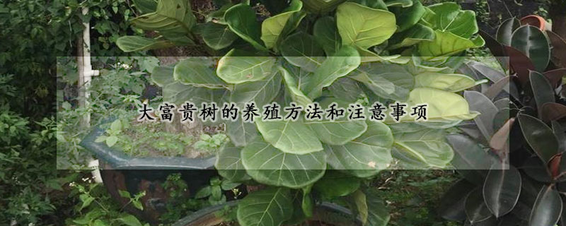 大富貴樹(shù)的養(yǎng)殖方法和注意事項(xiàng)