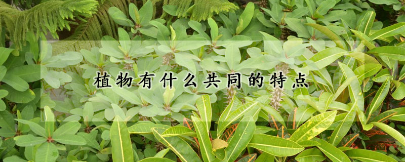 植物有什么共同的特點