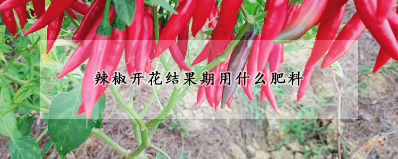 辣椒開花結(jié)果期用什么肥料