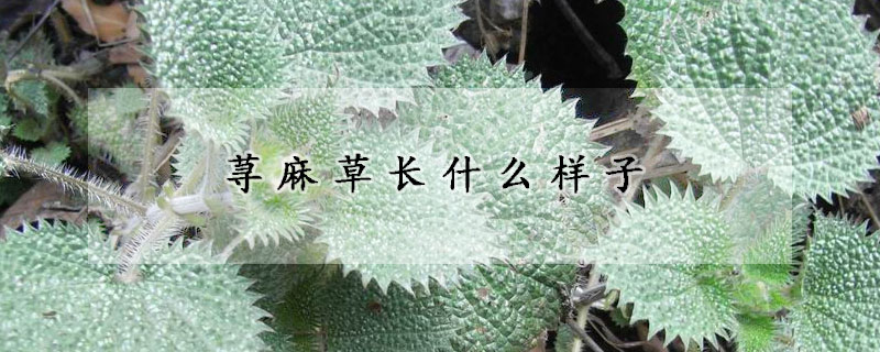 蕁麻草長什么樣子