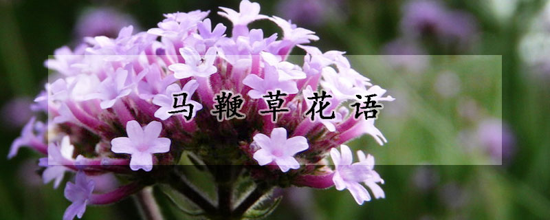 馬鞭草花語(yǔ)