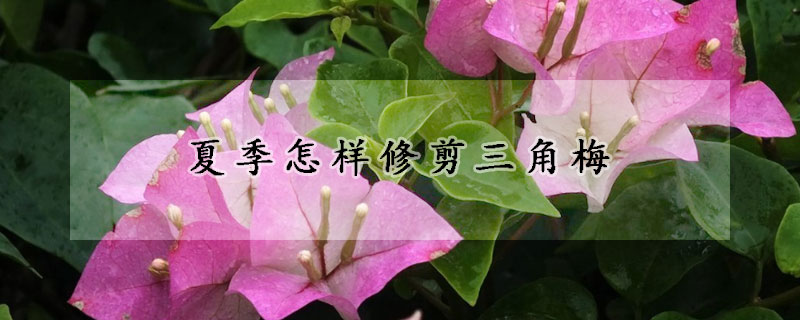 夏季怎樣修剪三角梅