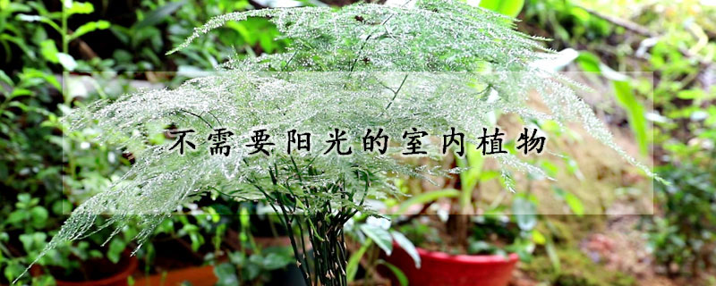 不需要陽光的室內植物