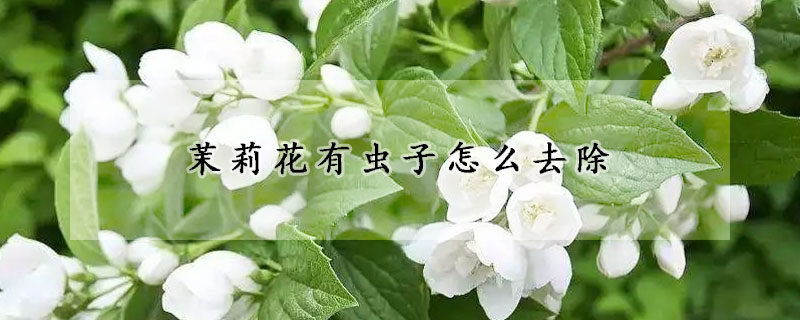 茉莉花有蟲子怎么去除