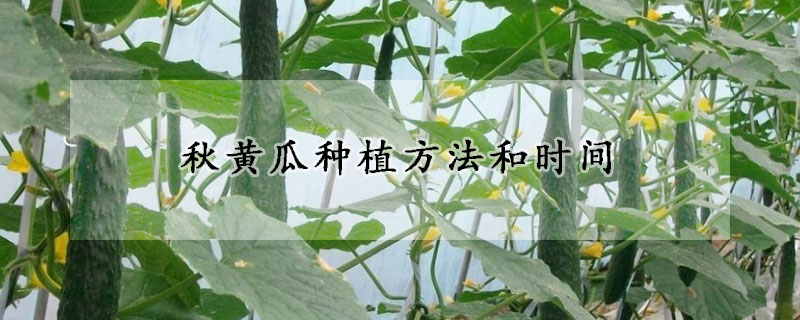 秋黃瓜種植方法和時(shí)間