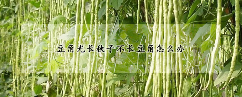 豆角光長秧子不長豆角怎么辦