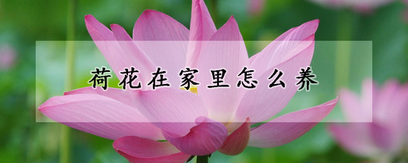 荷花在家里怎么養(yǎng)