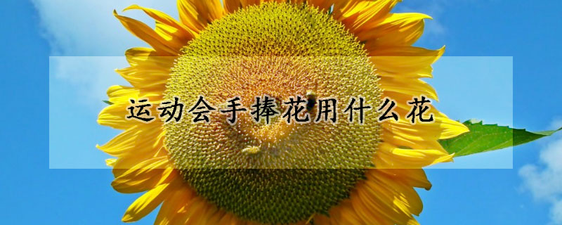 運(yùn)動(dòng)會(huì)手捧花用什么花