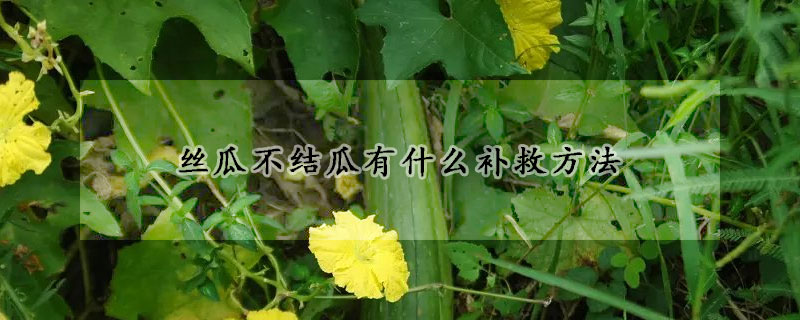 絲瓜不結(jié)瓜有什么補(bǔ)救方法