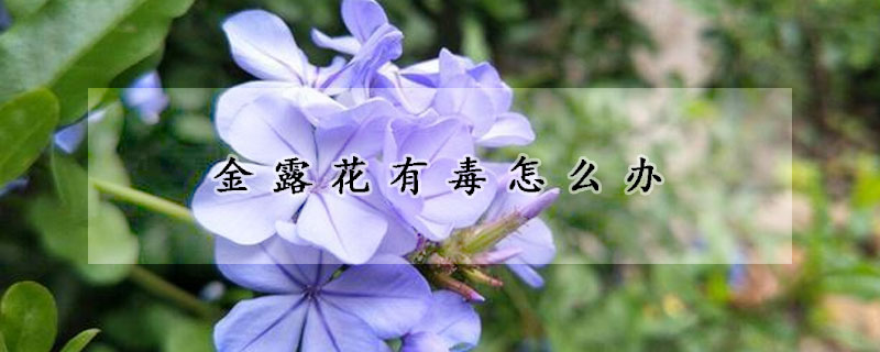 金露花有毒怎么辦