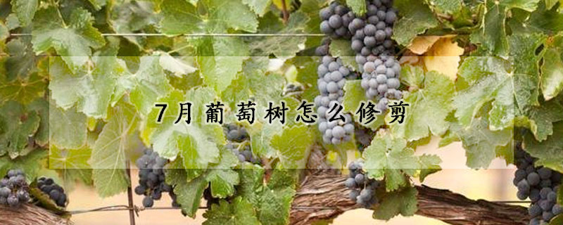 7月葡萄樹怎么修剪