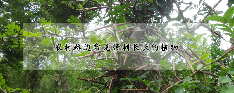 農(nóng)村路邊常見帶刺長長的植物