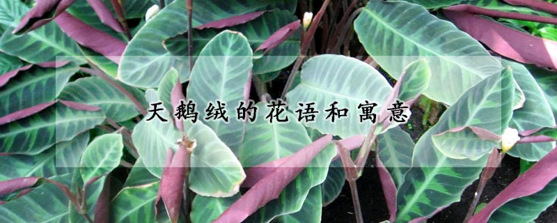 天鵝絨的花語(yǔ)和寓意