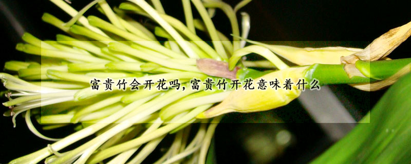 富貴竹會開花嗎,富貴竹開花意味著什么