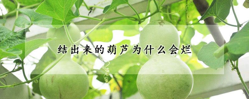 結出來的葫蘆為什么會爛