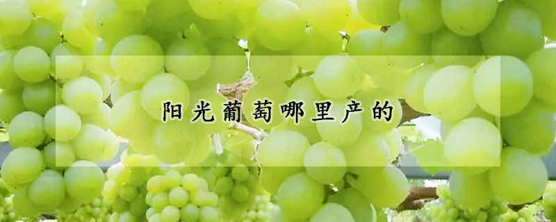 陽光葡萄哪里產(chǎn)的