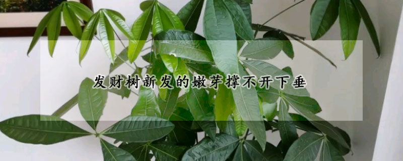 發財樹新發的嫩芽撐不開下垂