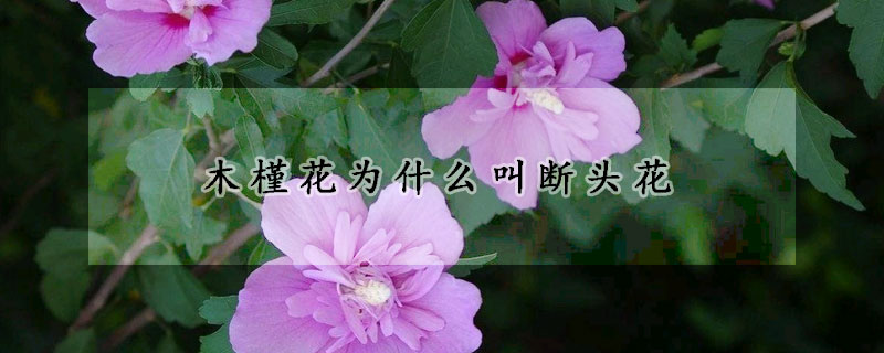 木槿花為什么叫斷頭花