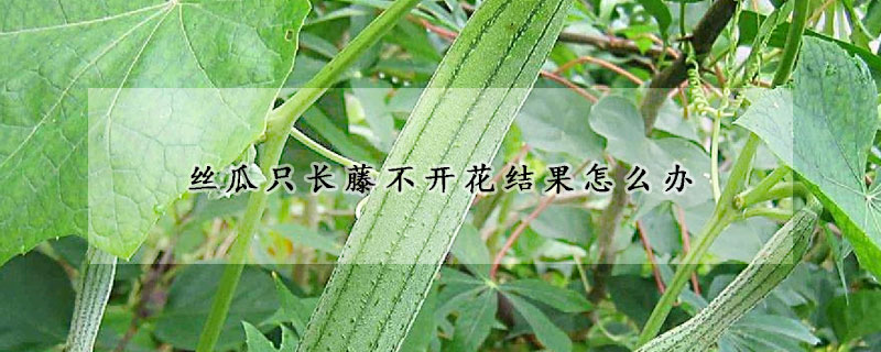 絲瓜只長藤不開花結(jié)果怎么辦