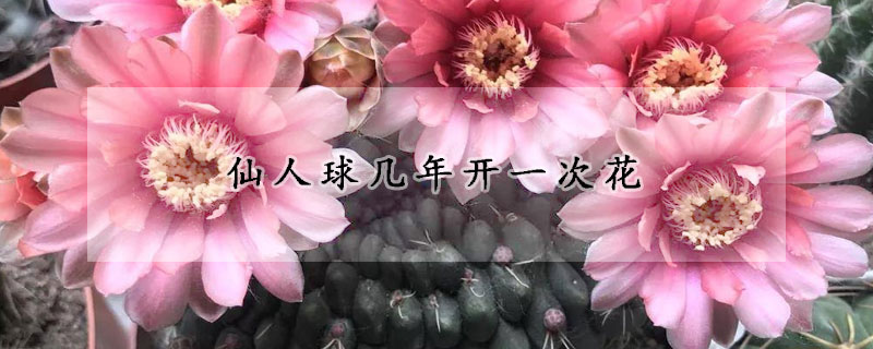 仙人球幾年開一次花