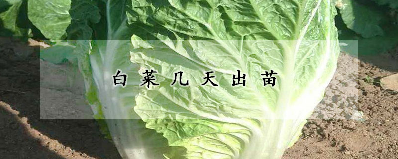 白菜幾天出苗