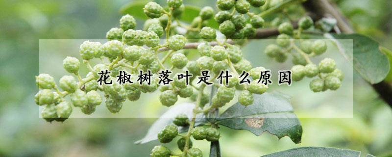 花椒樹落葉是什么原因