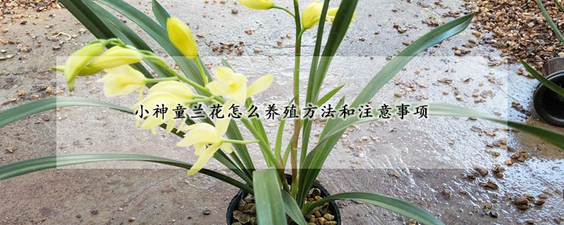 小神童蘭花怎么養(yǎng)殖方法和注意事項