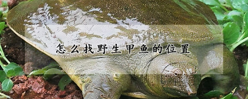 怎么找野生甲魚的位置