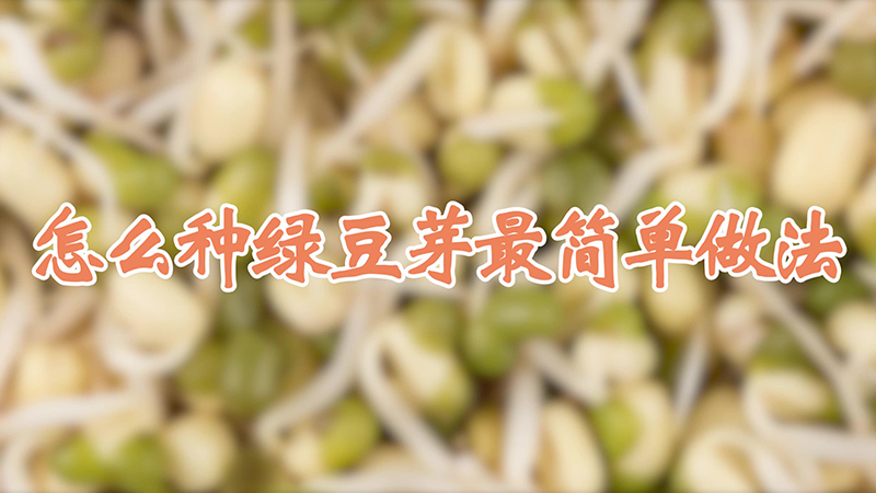 怎么種綠豆芽最簡(jiǎn)單做法