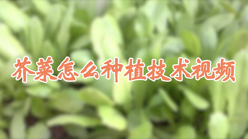 芥菜怎么種植技術(shù)視頻