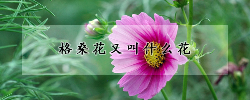 格桑花又叫什么花