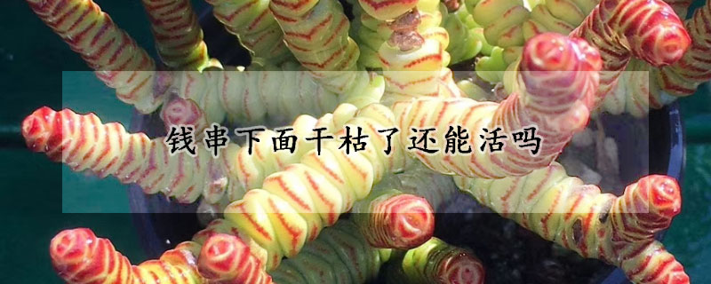 錢串下面干枯了還能活嗎