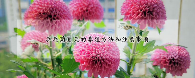 乒乓菊夏天的養(yǎng)殖方法和注意事項(xiàng)