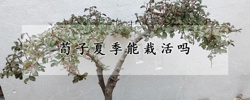 荀子夏季能栽活嗎