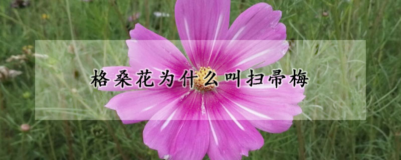 格桑花為什么叫掃帚梅