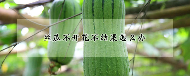 絲瓜不開花不結(jié)果怎么辦