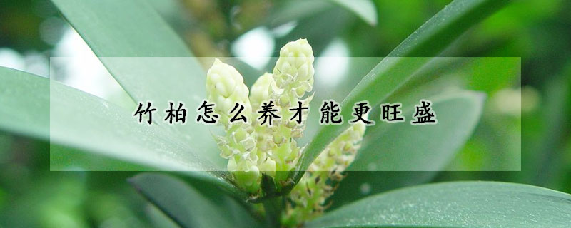 竹柏怎么養(yǎng)才能更旺盛