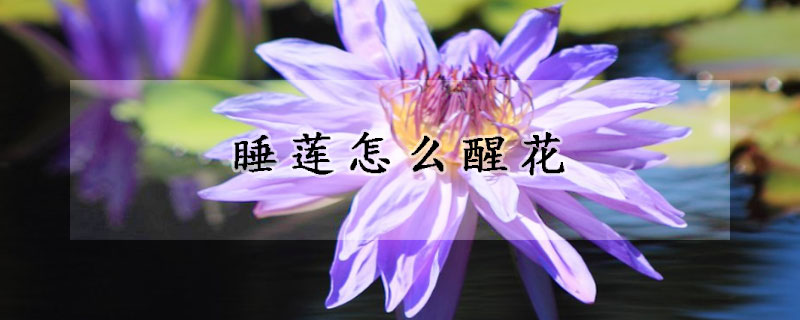 睡蓮怎么醒花