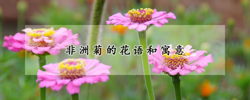 非洲菊的花語(yǔ)和寓意