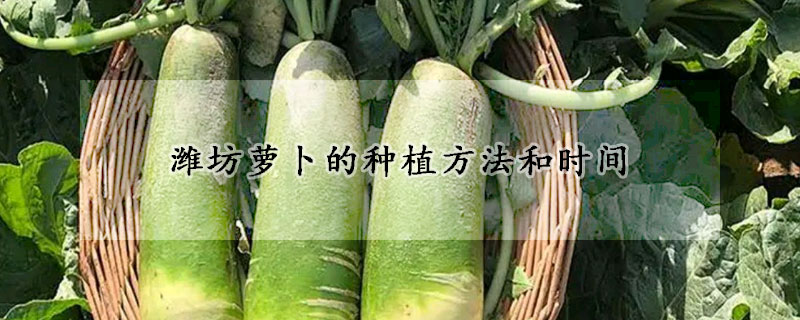 濰坊蘿卜的種植方法和時(shí)間