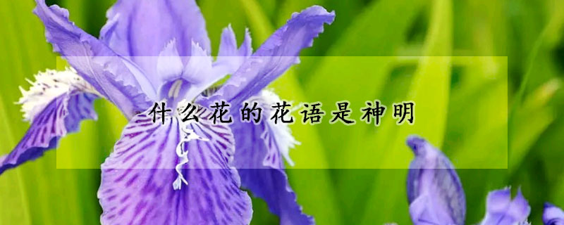 什么花的花語是神明