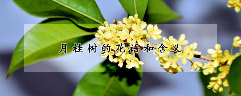 月桂樹(shù)的花語(yǔ)和含義